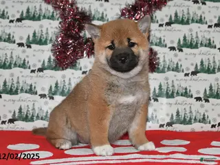 Shiba Inu dogs Liliana - Ad 10