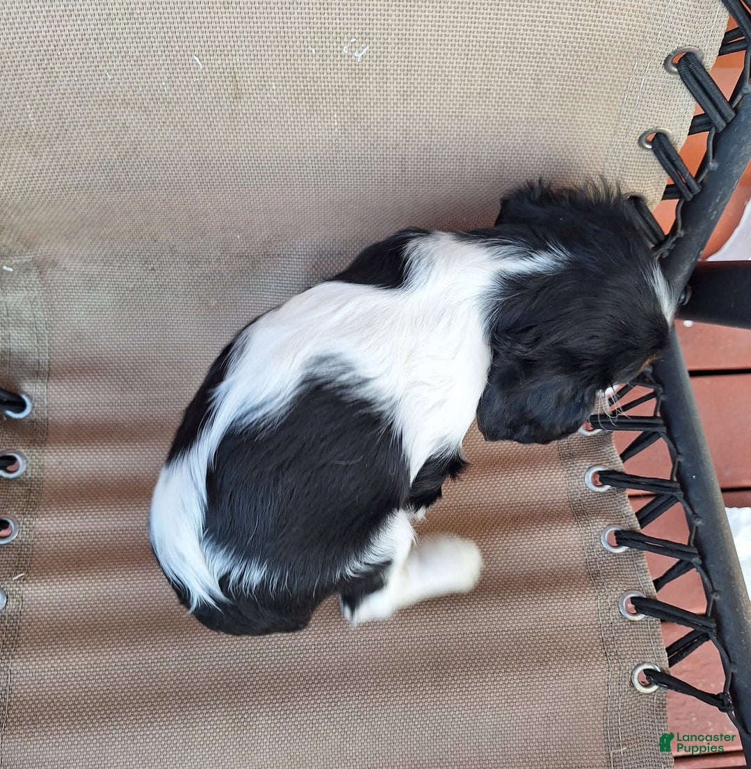 Cavalier King Charles Spaniel dogs for sale: Bella - Ad 5