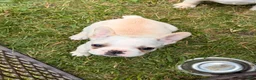 French Bulldog dogs for sale: Fire puppy number 1 - Ad 4