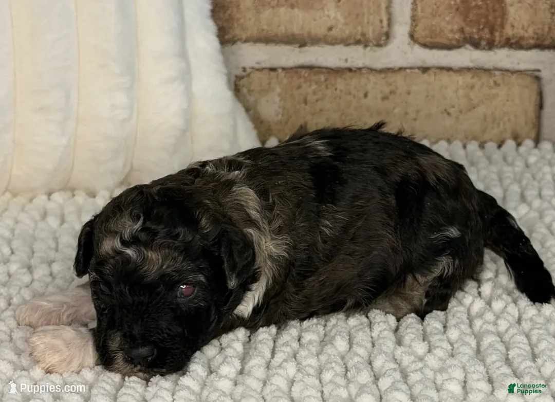 Toy Poodle dogs for sale: AKC Brindle Merle - Ad 1
