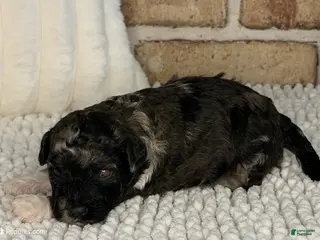 Toy Poodle dogs for sale: AKC Brindle Merle - Ad 4