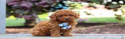 Cavapoo dogs for sale: Kai - Ad 3