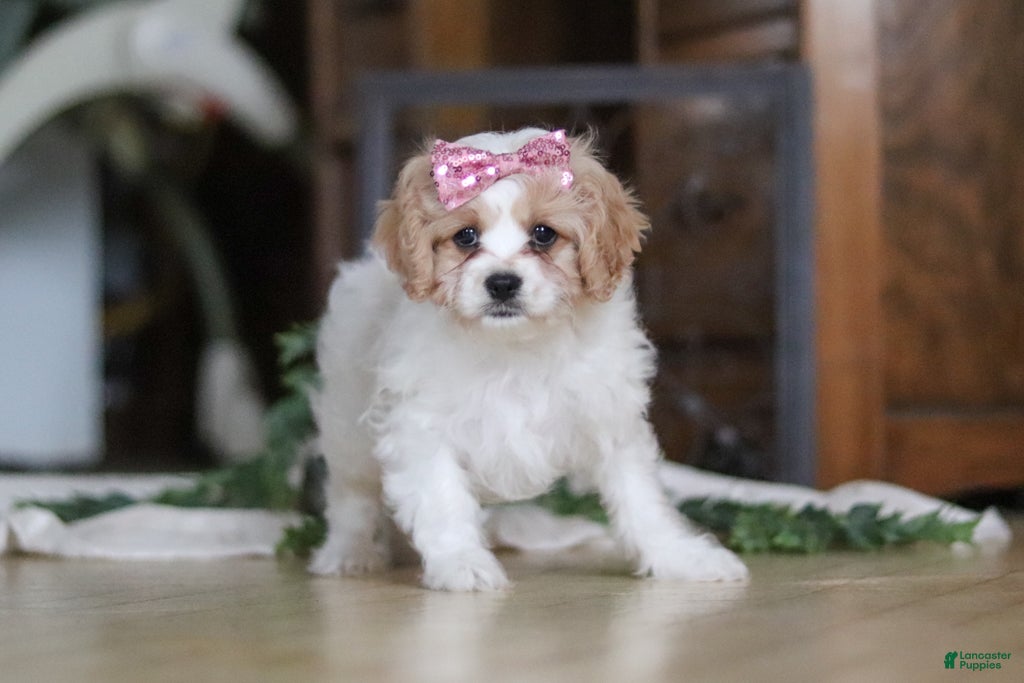 Cavapoo dogs Robin - Ad 2
