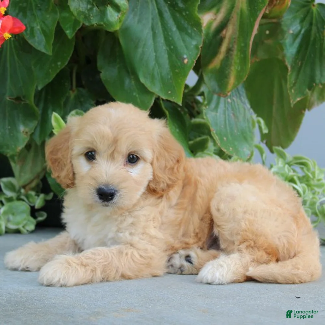 Mini Goldendoodle dogs for sale: Flora - Ad 4