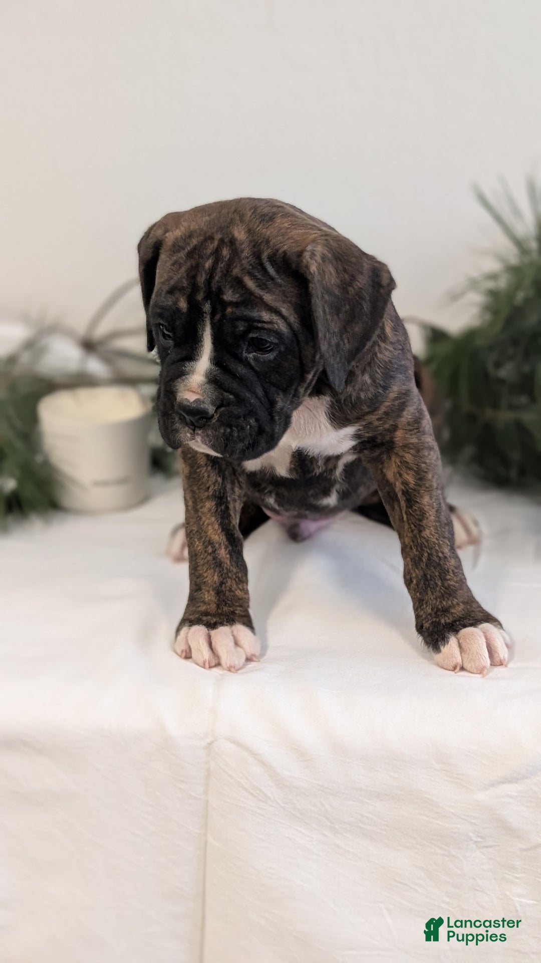 Boxer dogs for sale: Finn - Ad 9