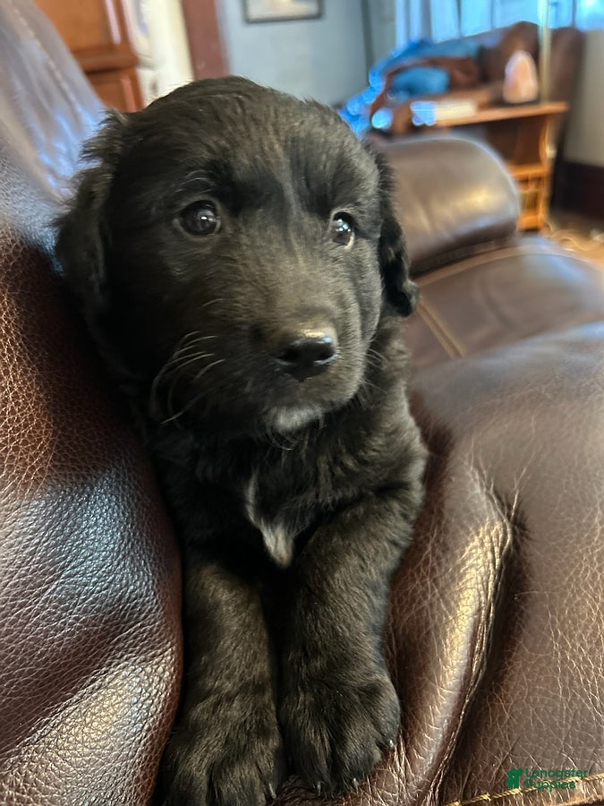 Mixed Breed dogs for sale: Charlie - Ad 1