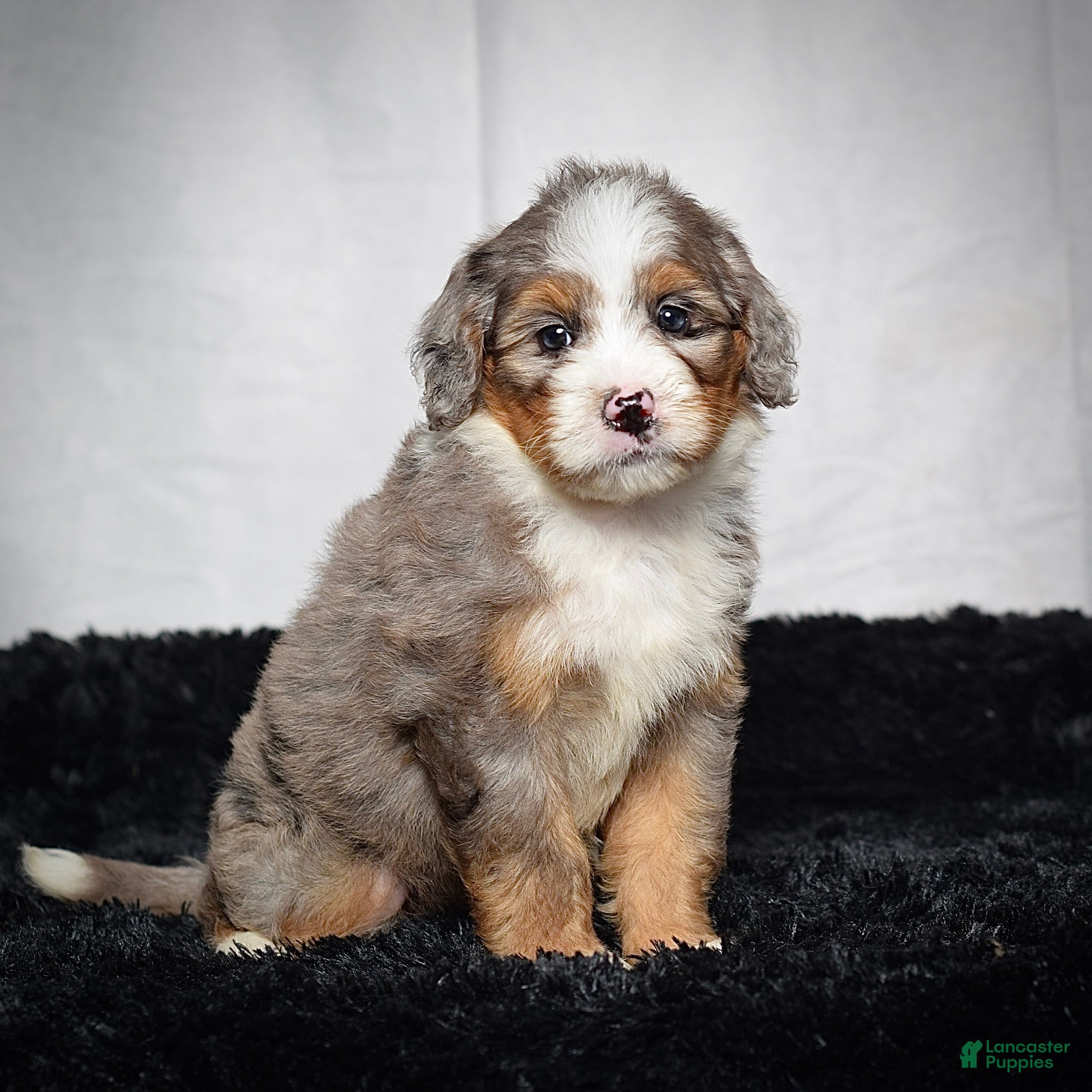 Mini Bernedoodle dogs Beverly - Ad 1