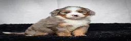 Mini Bernedoodle dogs for sale: Beverly - Ad 1