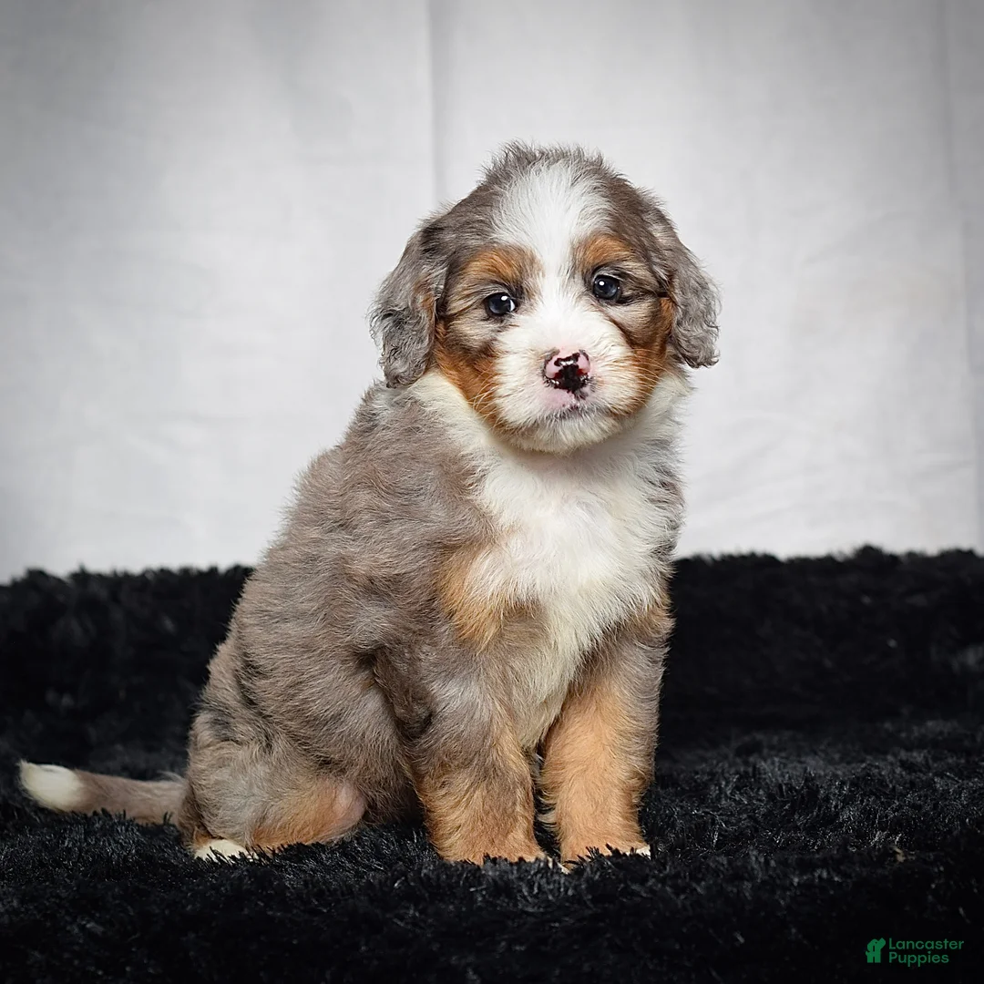Mini Bernedoodle dogs for sale: Beverly - Ad 1