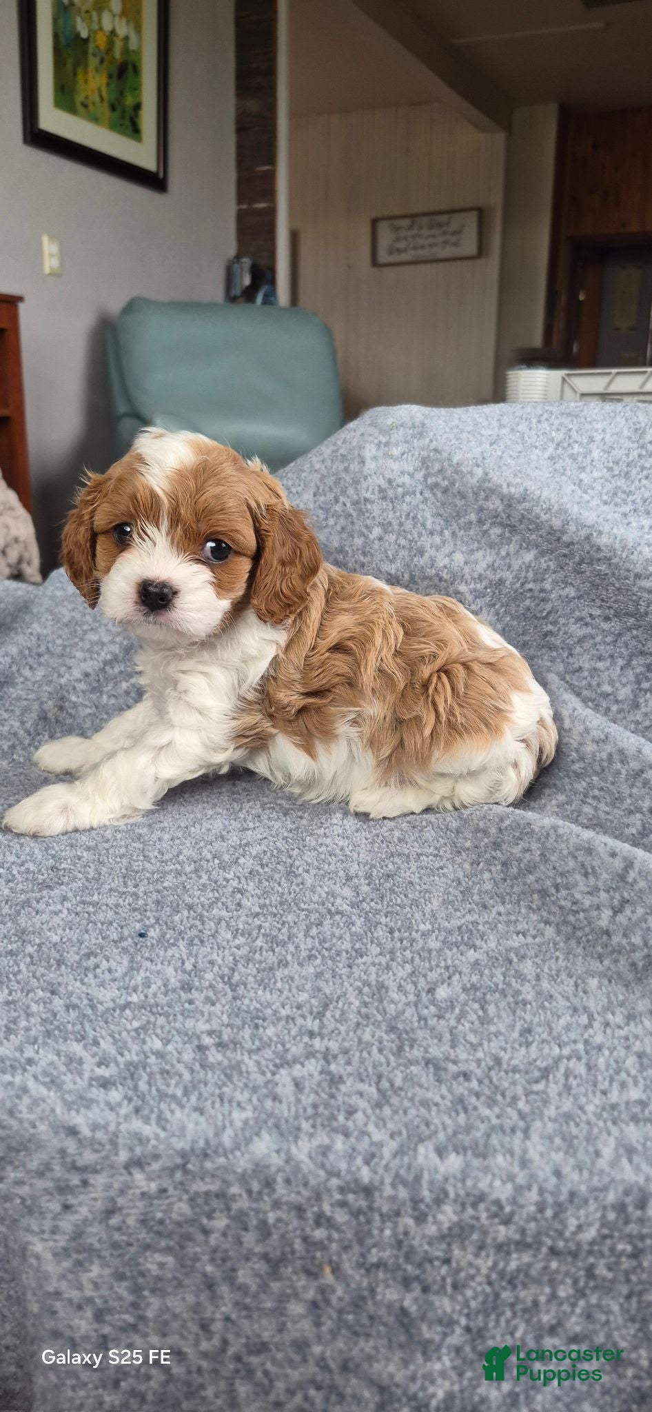 Cavapoo dogs Cavapoo 4 - Ad 1