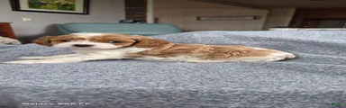 Cavapoo 4