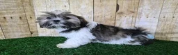 Shorkie dogs for sale: Cowboy - Ad 3