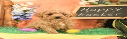 Mini Goldendoodle dogs for sale: Sophie - Ad 4