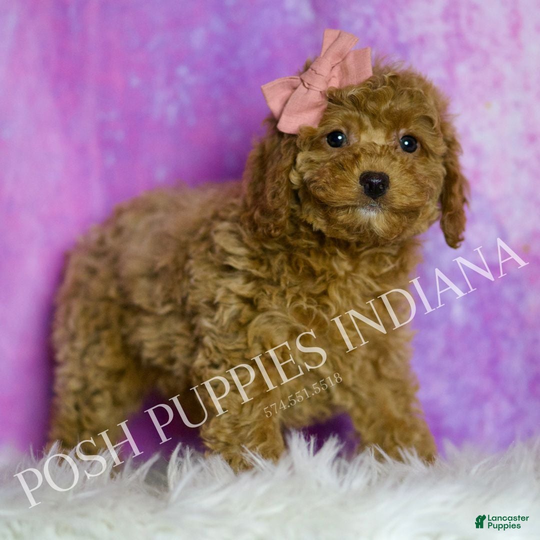Cavapoo dogs Lavender Adorable F1B Champion Line Cavapoo - Ad 2