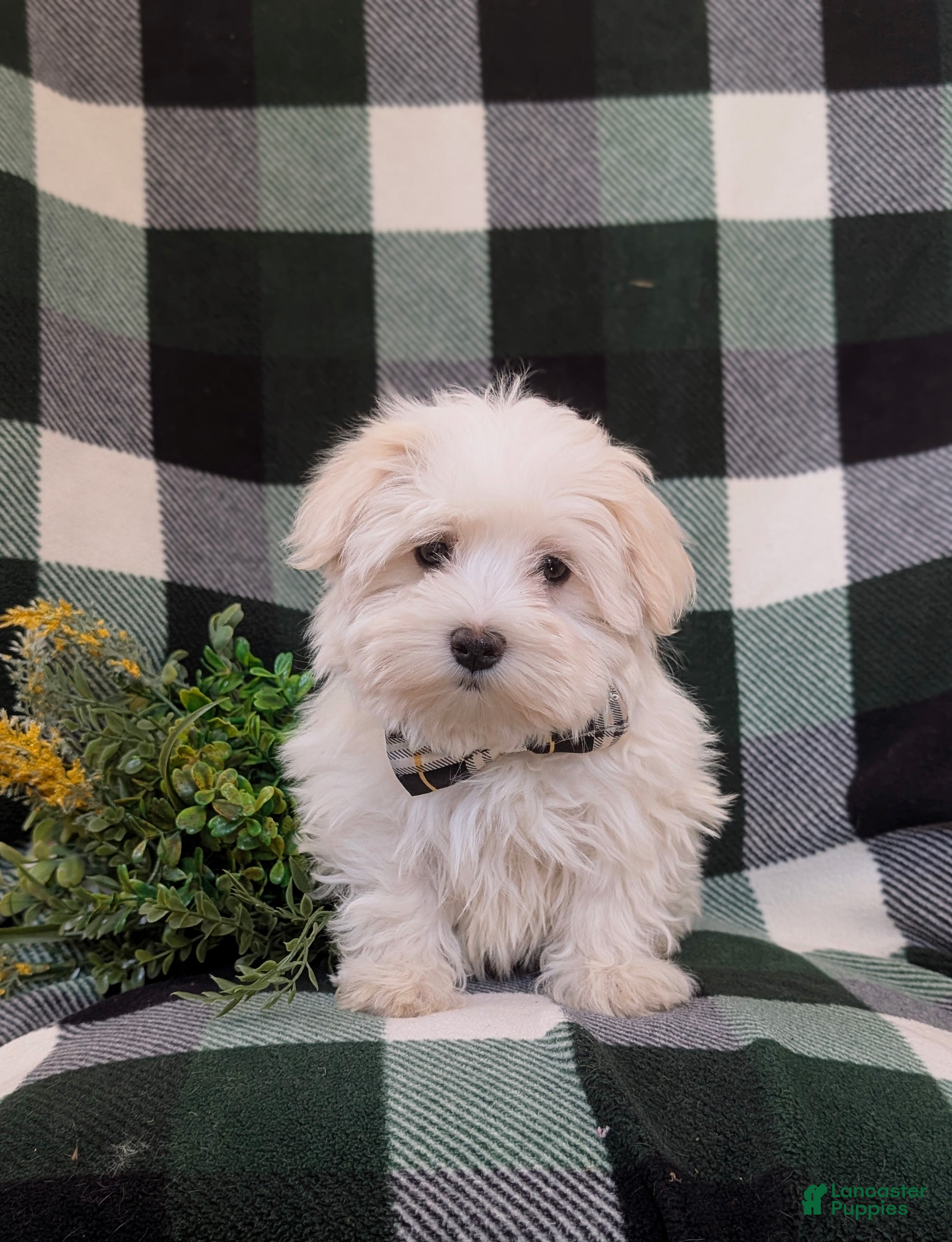 Maltese dogs Haden 7 lbs Full Grown - Ad 2