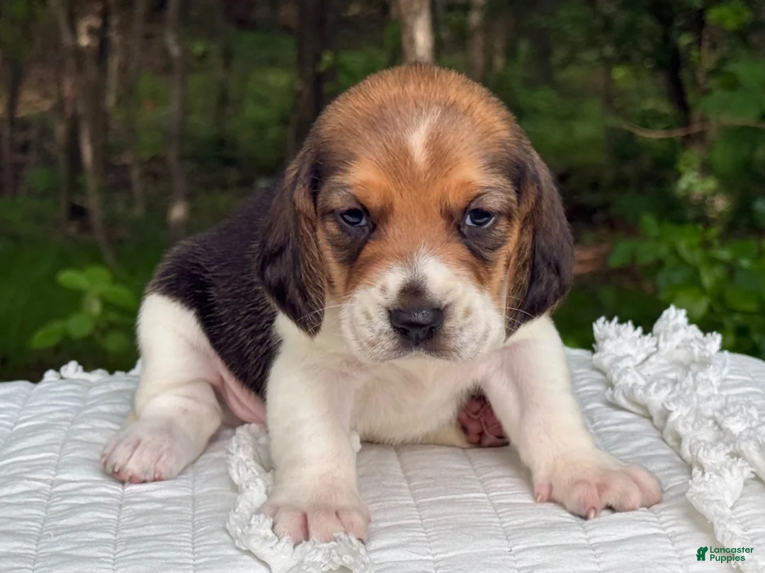 Beagle dogs for sale: Aspen - Ad 6
