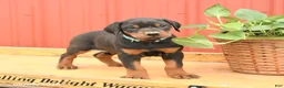 Doberman Pinscher dogs for sale: Wrangler - Ad 4