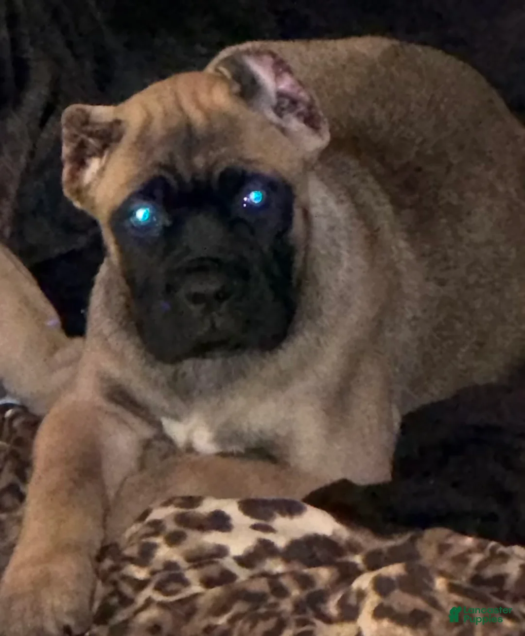 Cane Corso dogs for sale: Cane Corso 4 - Ad 1