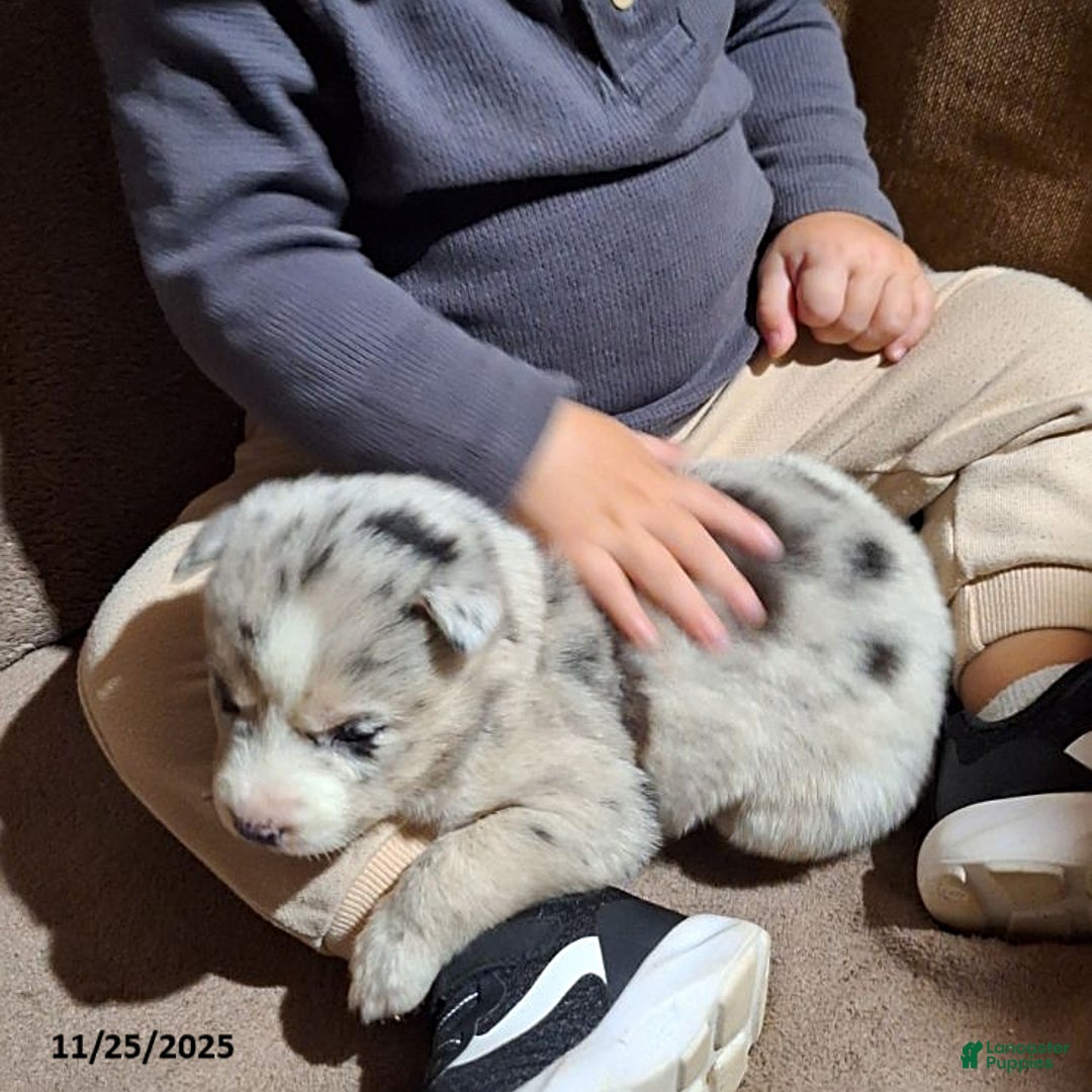 Gerberian Shepsky dogs for sale: Luna  - Ad 2