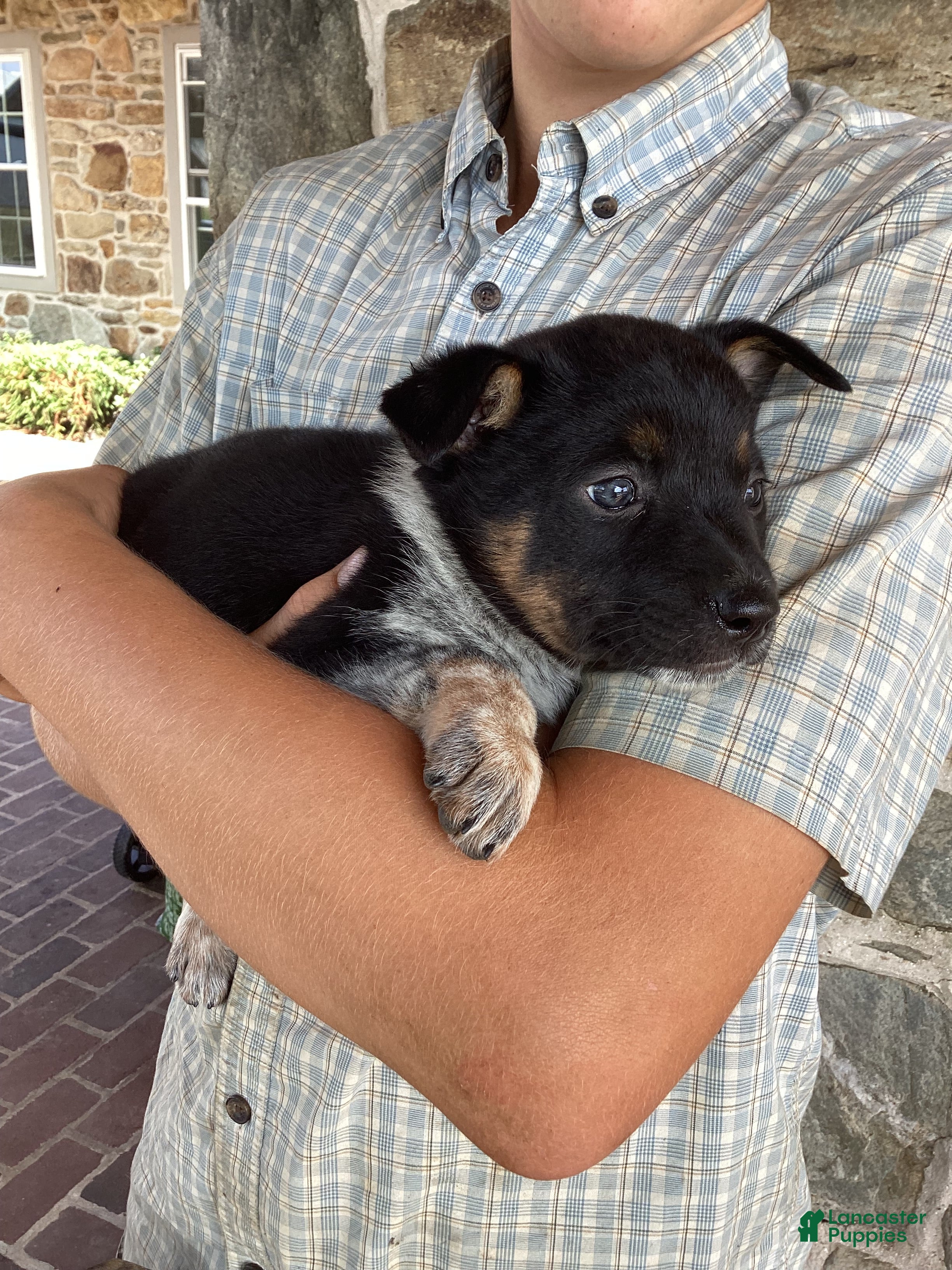 Mixed Breed dogs Burge - Ad 33