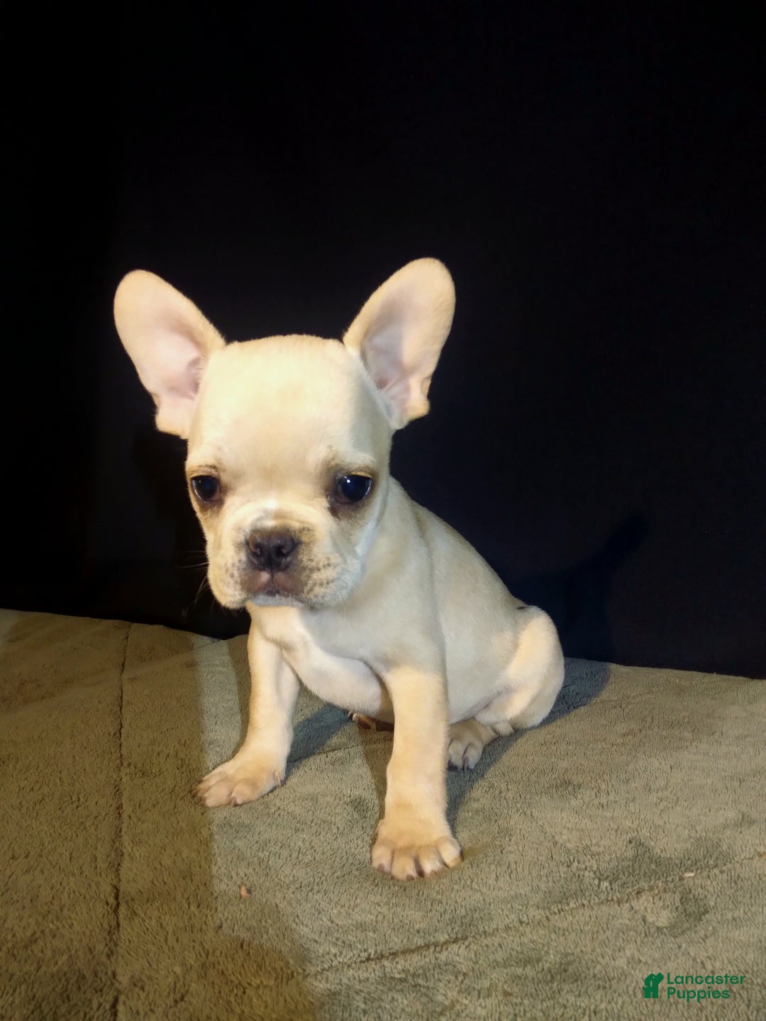 French Bulldog dogs for sale: Ean - Ad 2