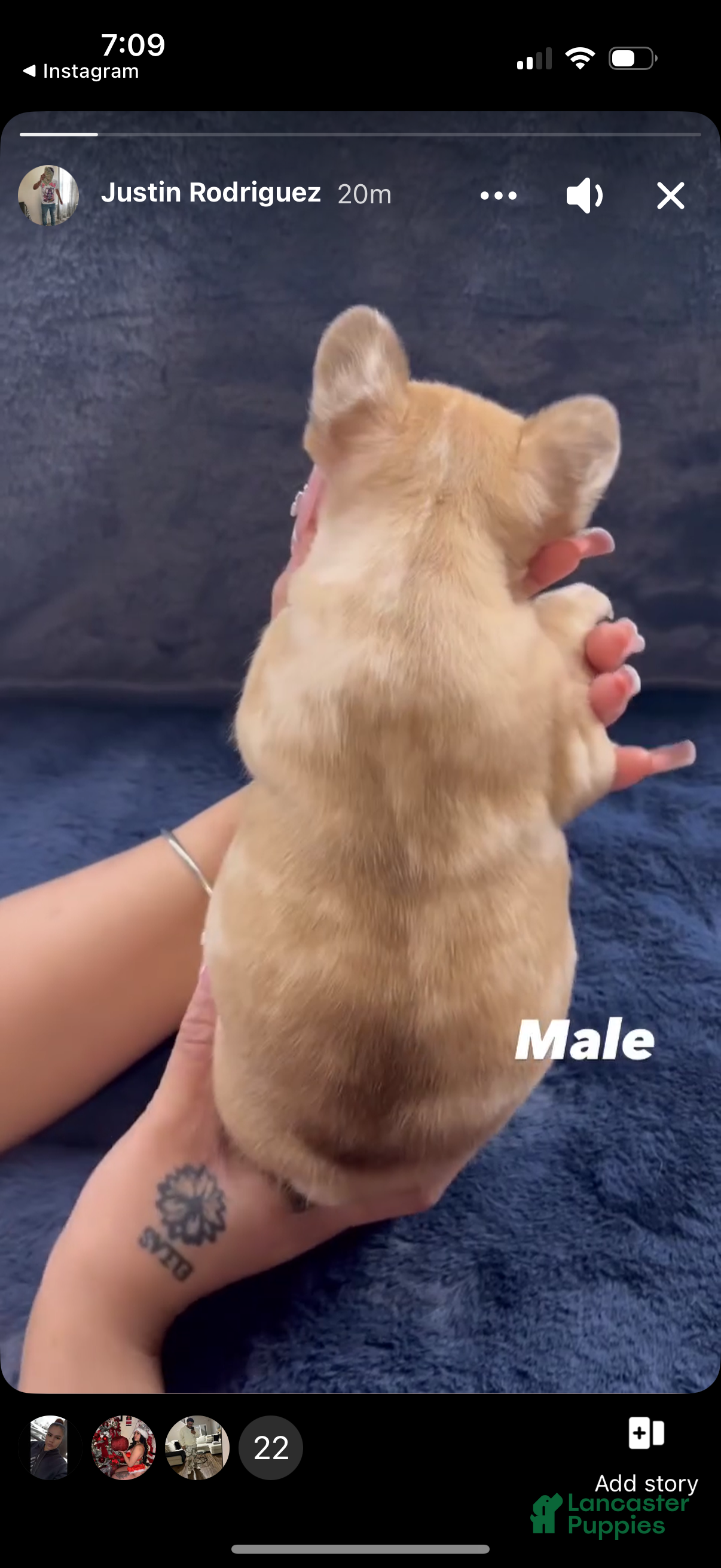 French Bulldog dogs Pablo - Ad 19