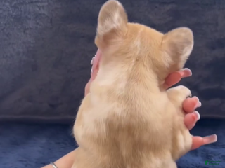 French Bulldog dogs Pablo - Ad 29