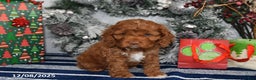 Cockapoo dogs for sale: Isabelle - Ad 2