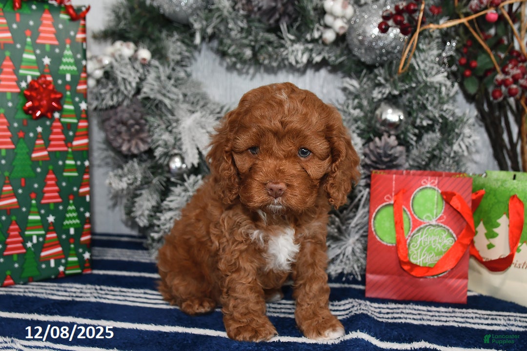 Cockapoo dogs for sale: Isabelle - Ad 2