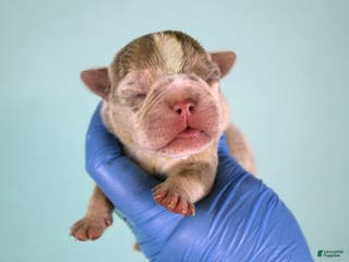 American Bully dogs Lilac Merle Female - Ad 24