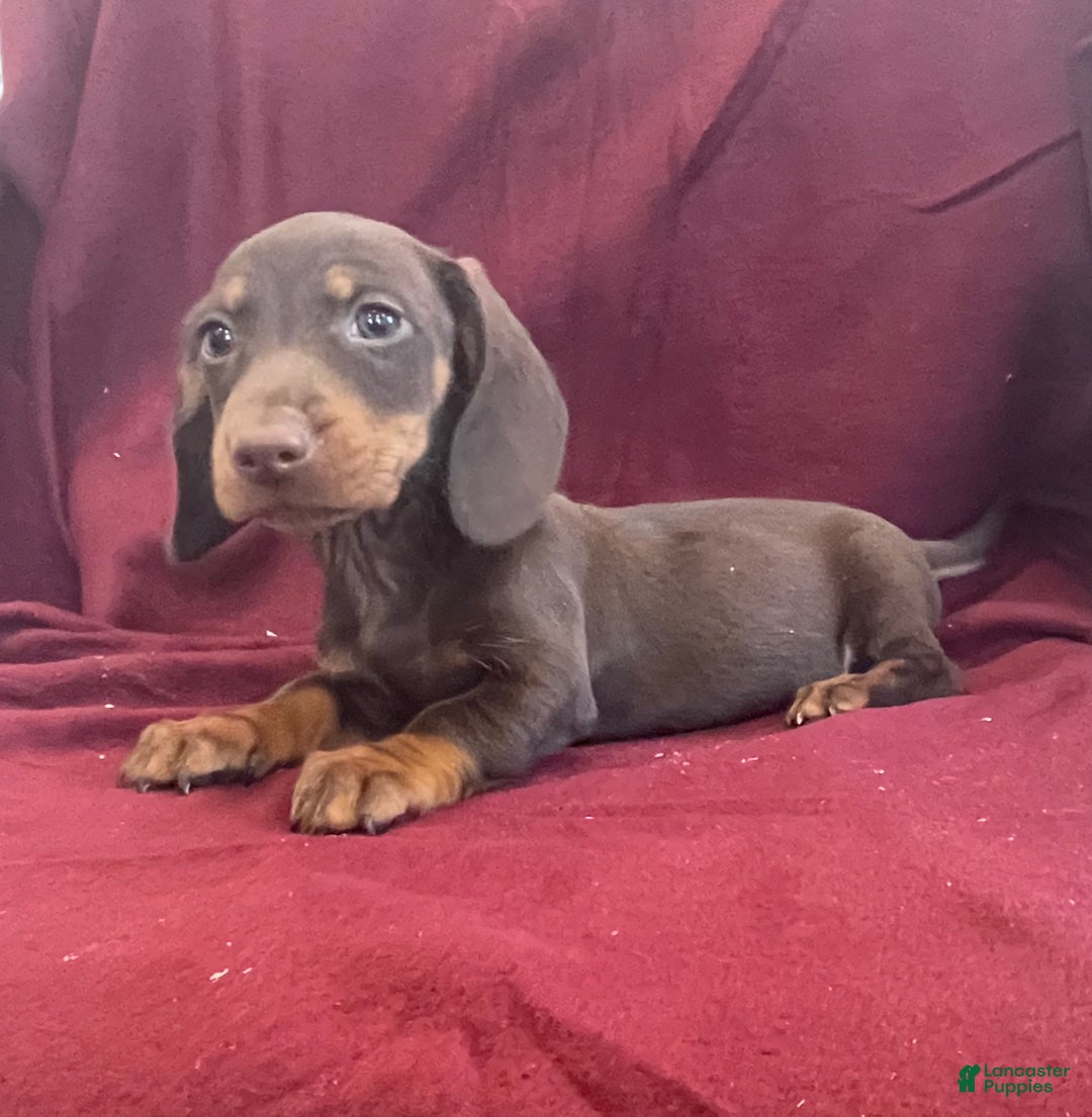 Miniature Dachshund dogs for sale: Dean - Ad 4