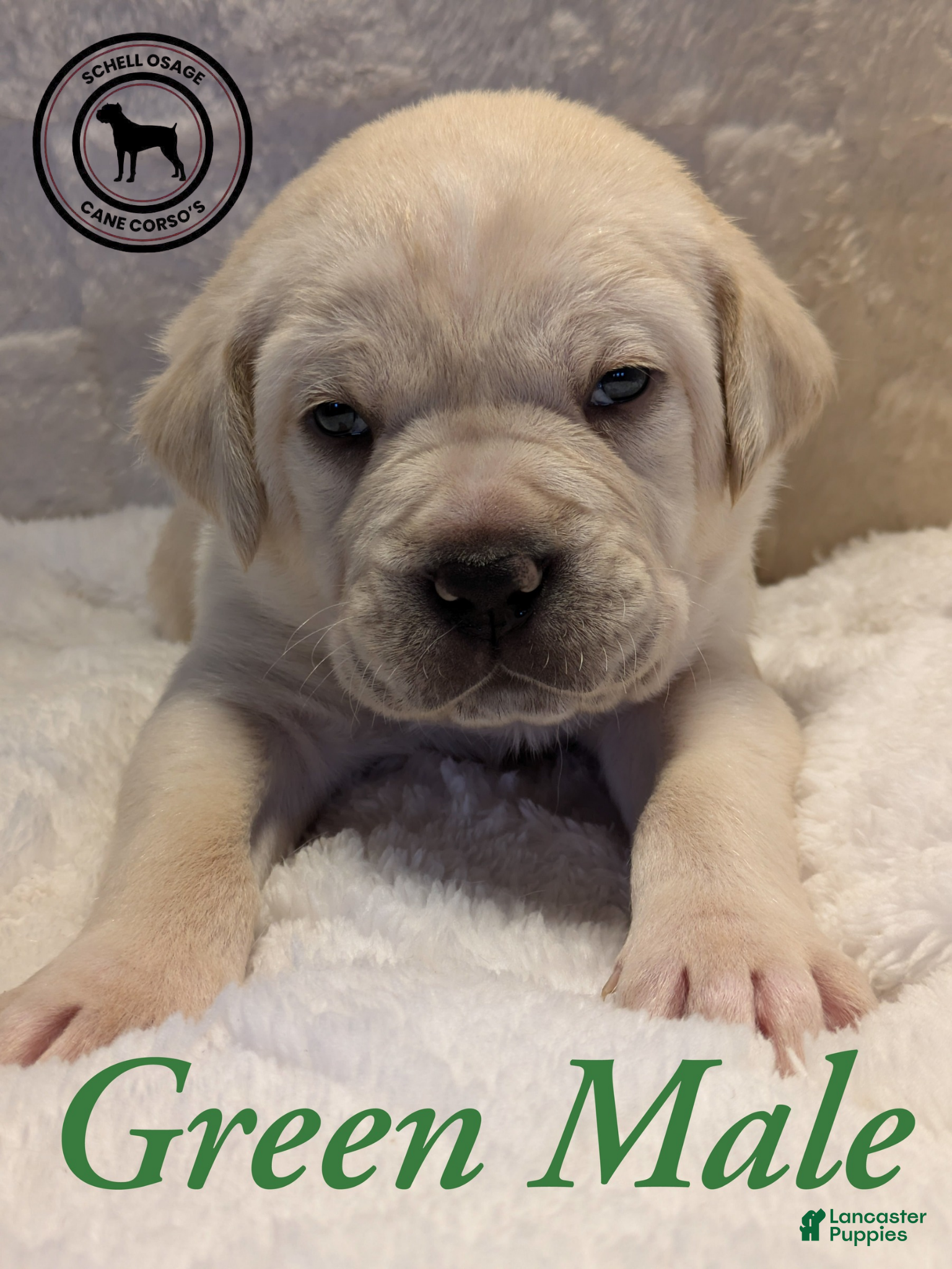Cane Corso dogs Green - Ad 13