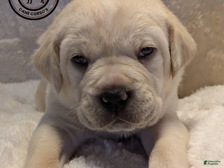 Cane Corso dogs Green - Ad 2