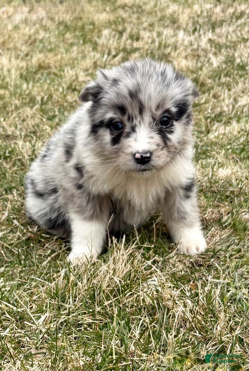Australian Shepherd dogs Miniature Australian Shepherd Puppy 1 - Ad 2