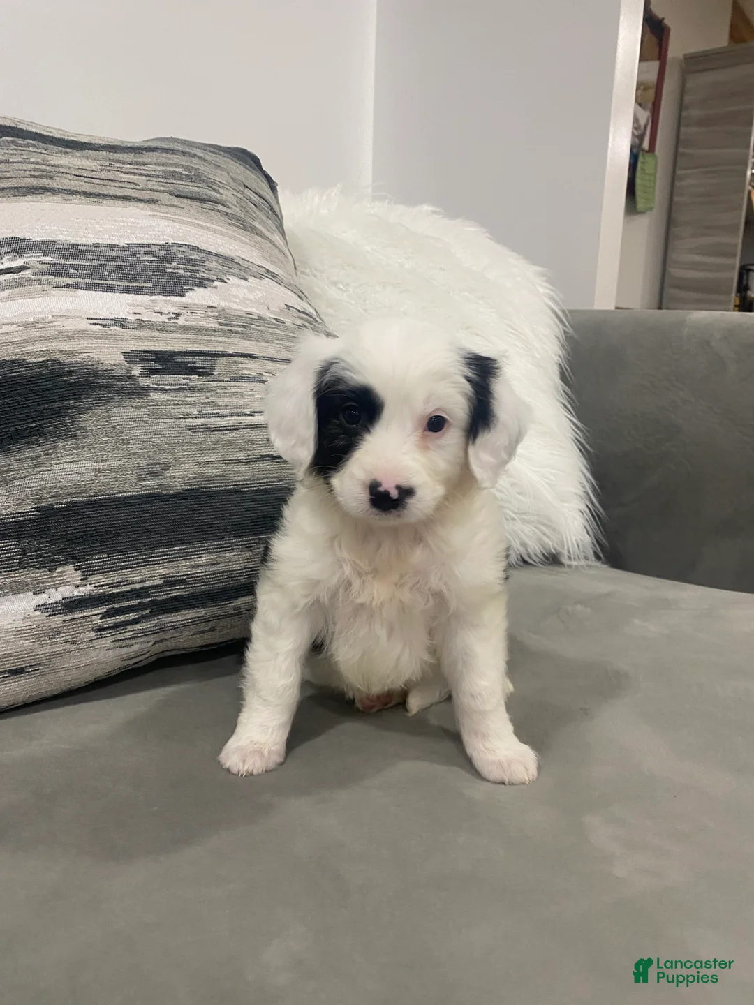 Mixed Breed dogs for sale: Buster - Ad 2