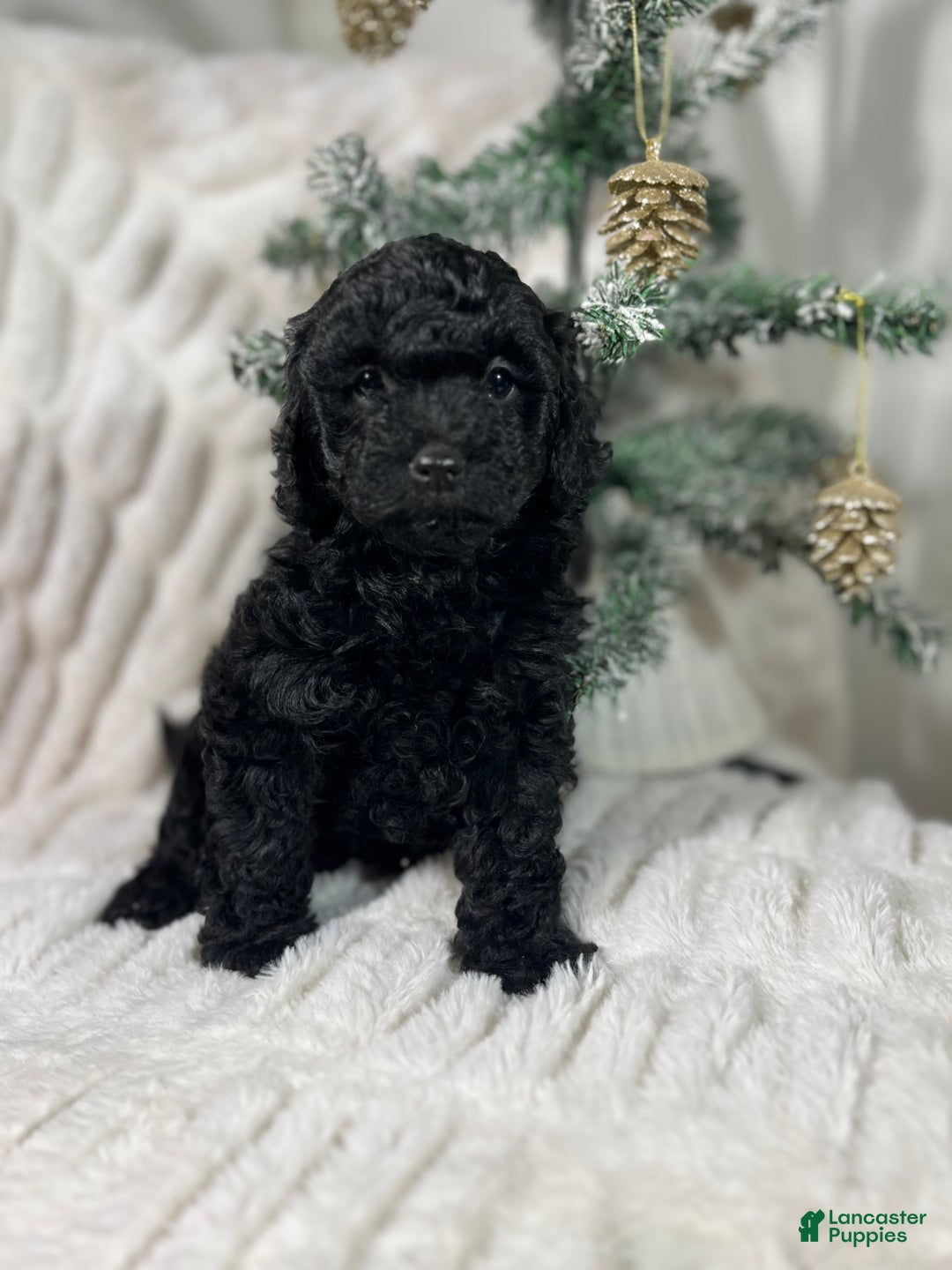 Yorkiepoo dogs for sale: Coco - Ad 1