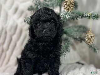 Yorkiepoo dogs Coco - Ad 2