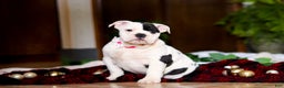 English Bulldog dogs for sale: Lacey - Ad 4