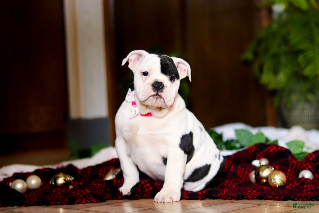 English Bulldog dogs for sale: Lacey - Ad 4