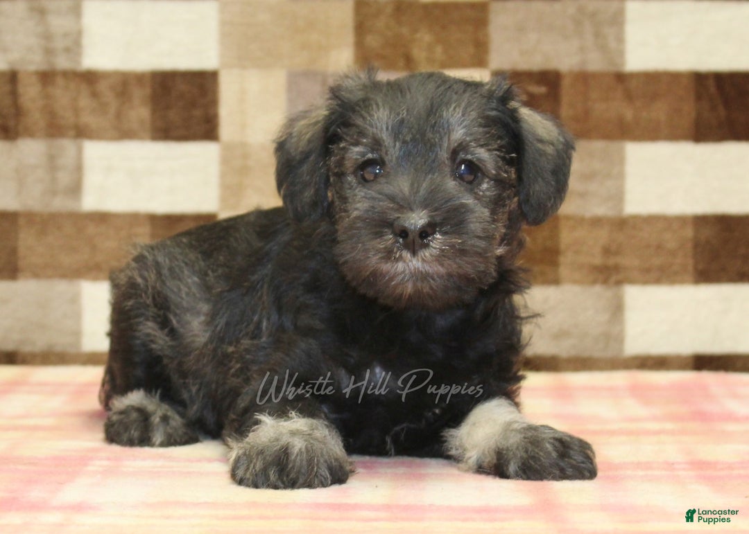 Miniature Schnauzer dogs for sale: Willow - Ad 10