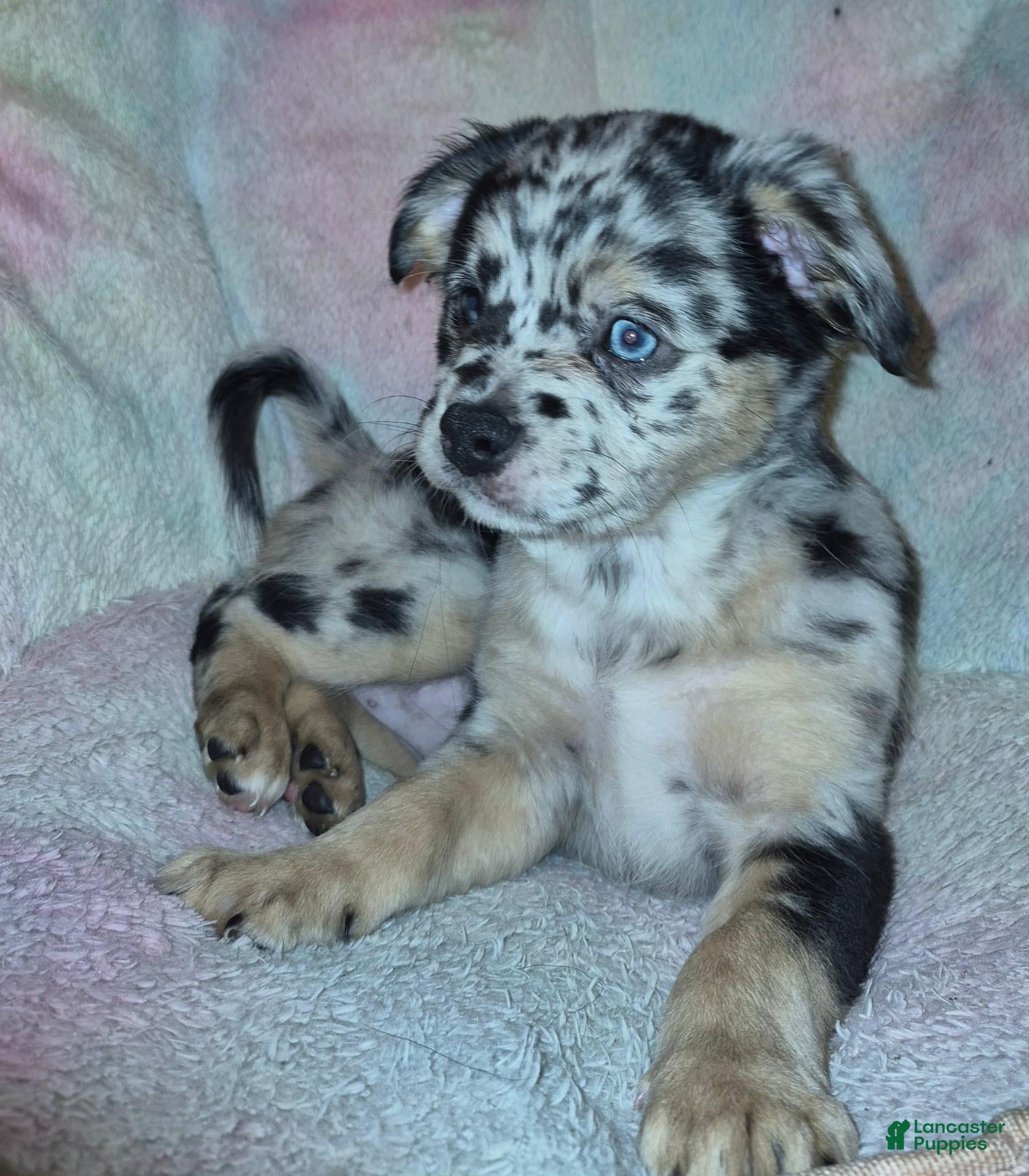 Mixed Breed dogs for sale: Rain - Ad 3