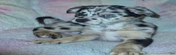 Mixed Breed dogs for sale: Rain - Ad 1