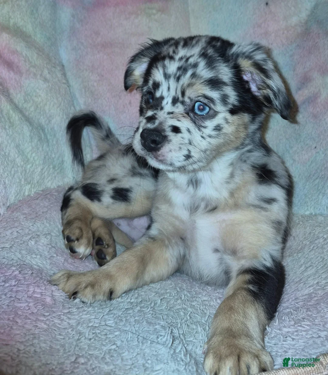 Mixed Breed dogs for sale: Rain - Ad 1