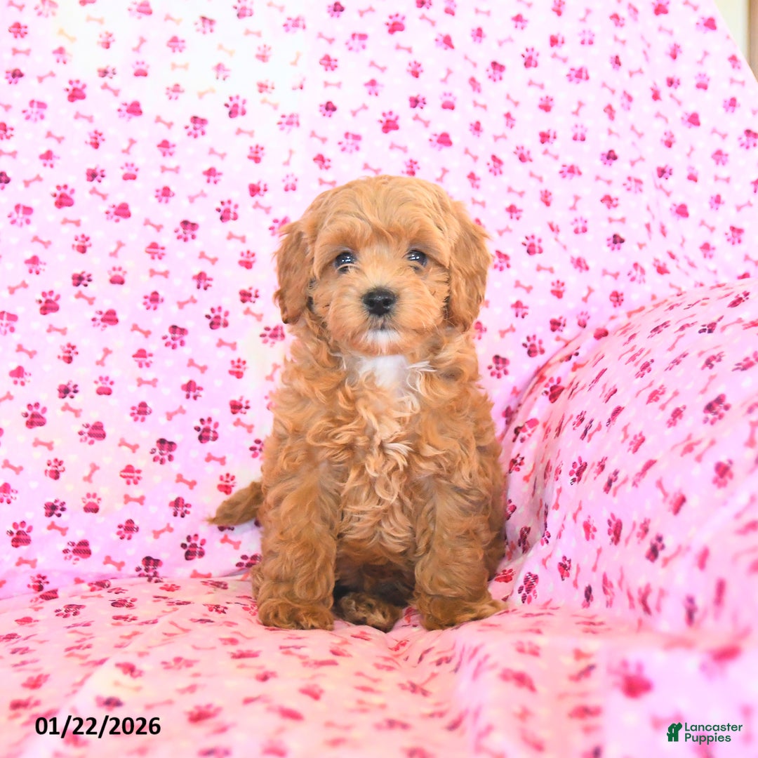 Cockapoo dogs for sale: Meadow  - Ad 3