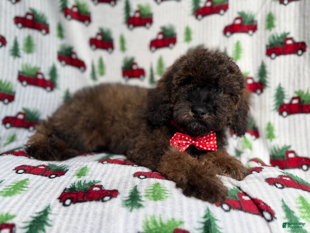 Cockapoo dogs for sale: Gunner - Ad 1