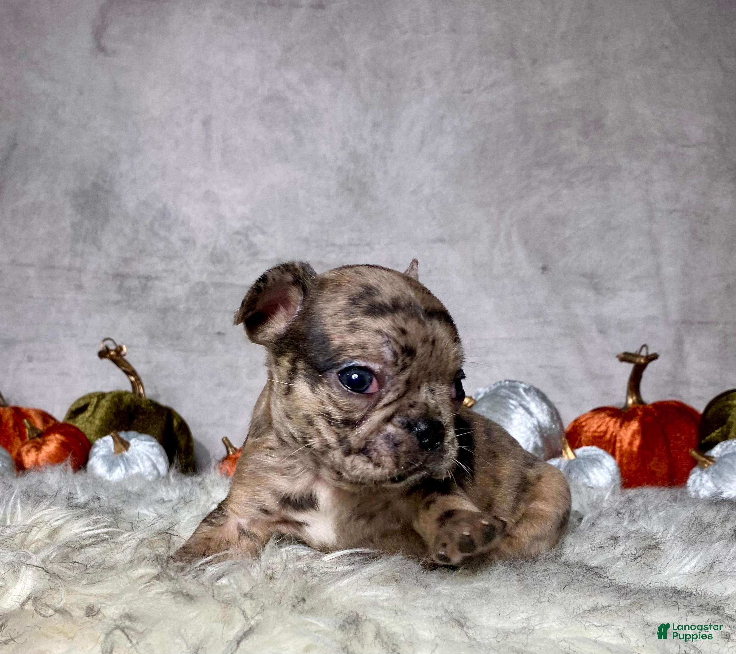 Mixed Breed dogs for sale: Mr. Gus - Ad 2