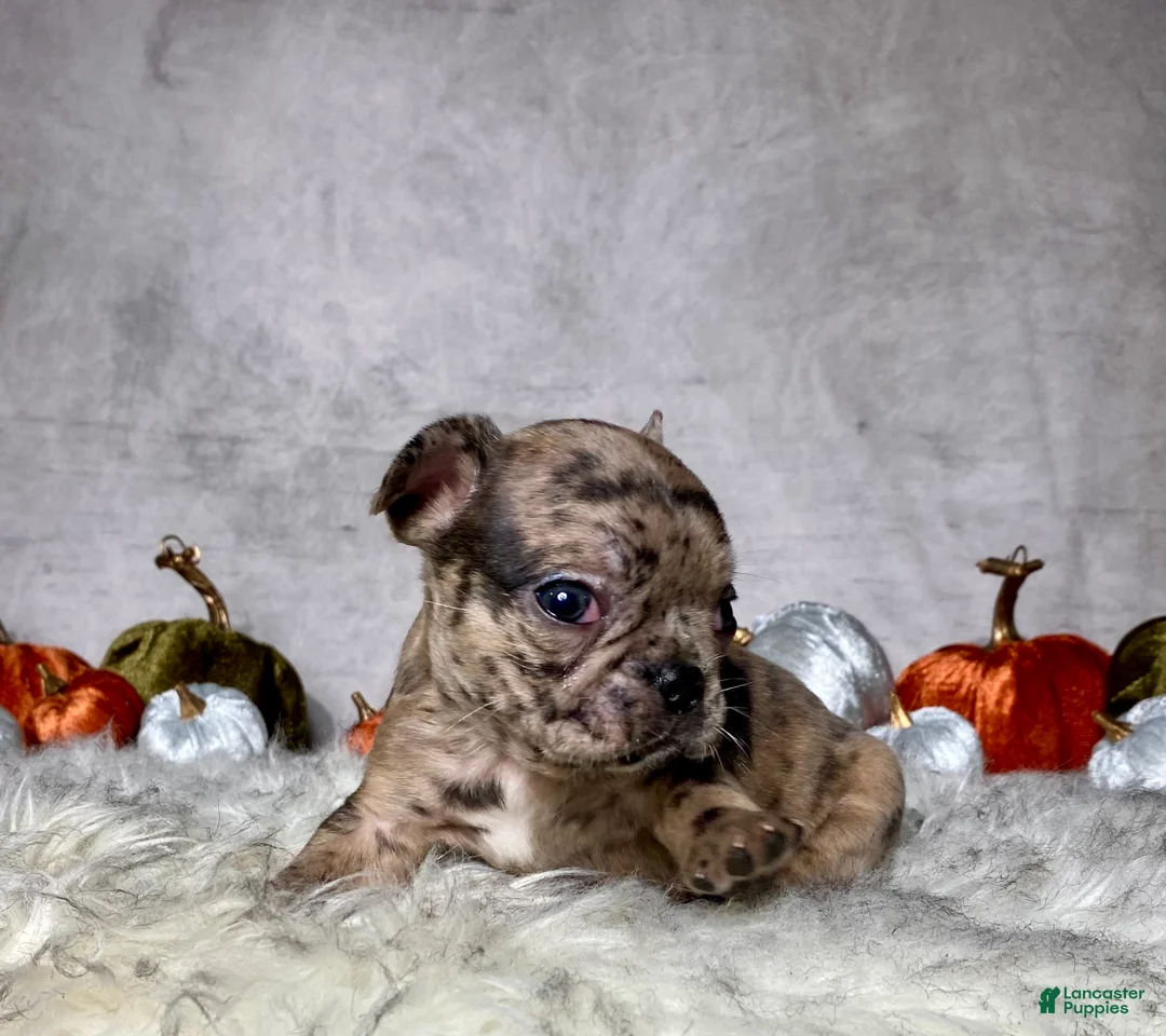 Mixed Breed dogs for sale: Mr. Gus - Ad 2