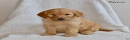 Goldendoodle dogs for sale: Denver - Ad 1