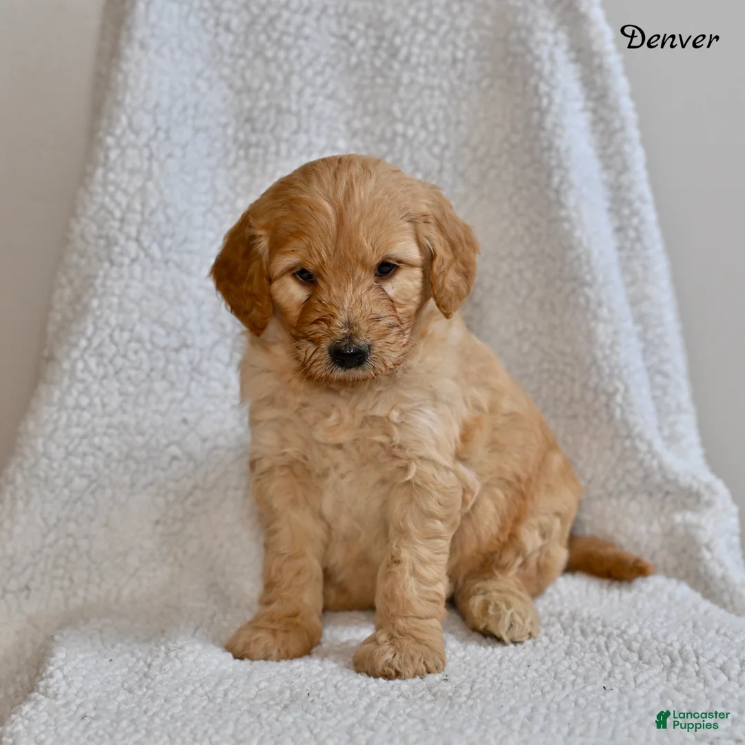 Goldendoodle dogs for sale: Denver - Ad 1