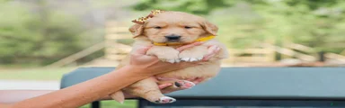 Asher ACA Golden Retriever Pup